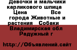 Девочки и мальчики карликового шпица  › Цена ­ 20 000 - Все города Животные и растения » Собаки   . Владимирская обл.,Радужный г.